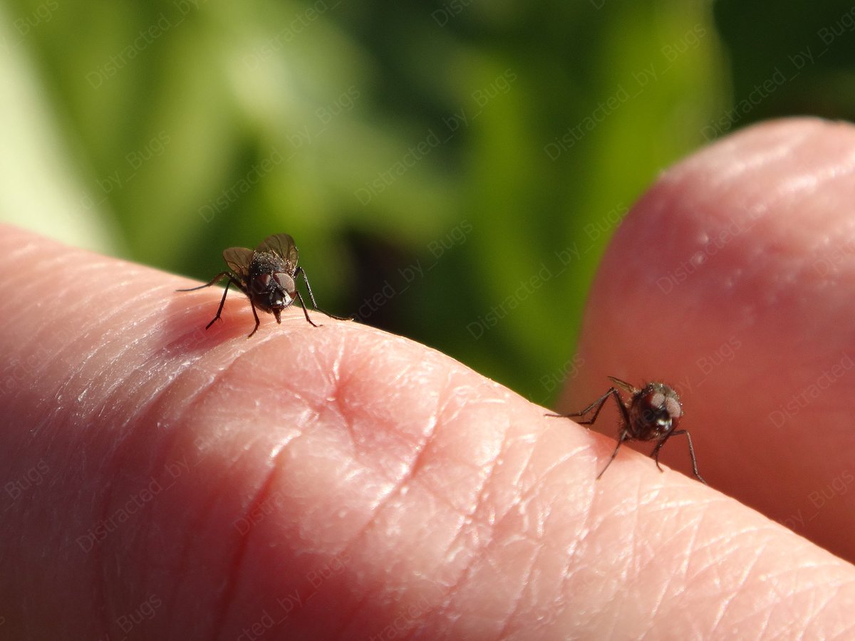 by_bugs's tweet photo. These curious and resolute male root maggot flies roosted in a large group on a warm winter day.
#fly #rootmaggotfly #anthomyiidae #pegoplata #diptera #insect #maleflies #smallflies #cuteflies #flybehaviour #insectbehaviour #nature #winter #wildlifephotography #naturephotography https://t.co/AlChq16jG2