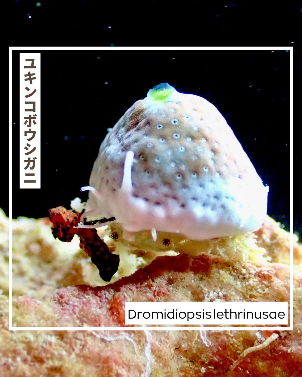 norinsmarine's tweet photo. It's a small crab wearing a big hat 🦀
大きい帽子をかぶっているオガサワラカムリ🤩
体自体は1cm以下と小さいものの、体より数倍も大きいチャツボボヤをかぶって擬態して外敵から守っているカニさん🦀
#ユキンコボウシガニ #オガサワラカムリ #フィールダイブ #feeldive https://t.co/skJ75Di5fn