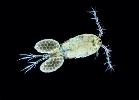 @nosnehx A copepode, a tiny crustacean that can easily be found on sea plankton (therefore his name). Their most important characteristics are their big antenae and their big singular central en eye (just like Plankton!!)