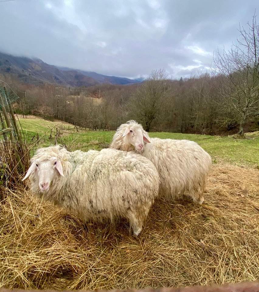 parcoantola's tweet photo. Antichi orizzonti. Tra campi e cieli aperti, la vita rurale insegna la bellezza della semplicità.
Croso di Montebruno.
#Buongiorno
#vita #contadina
#7gennaio
#Heidi https://t.co/udJHjxgEg3