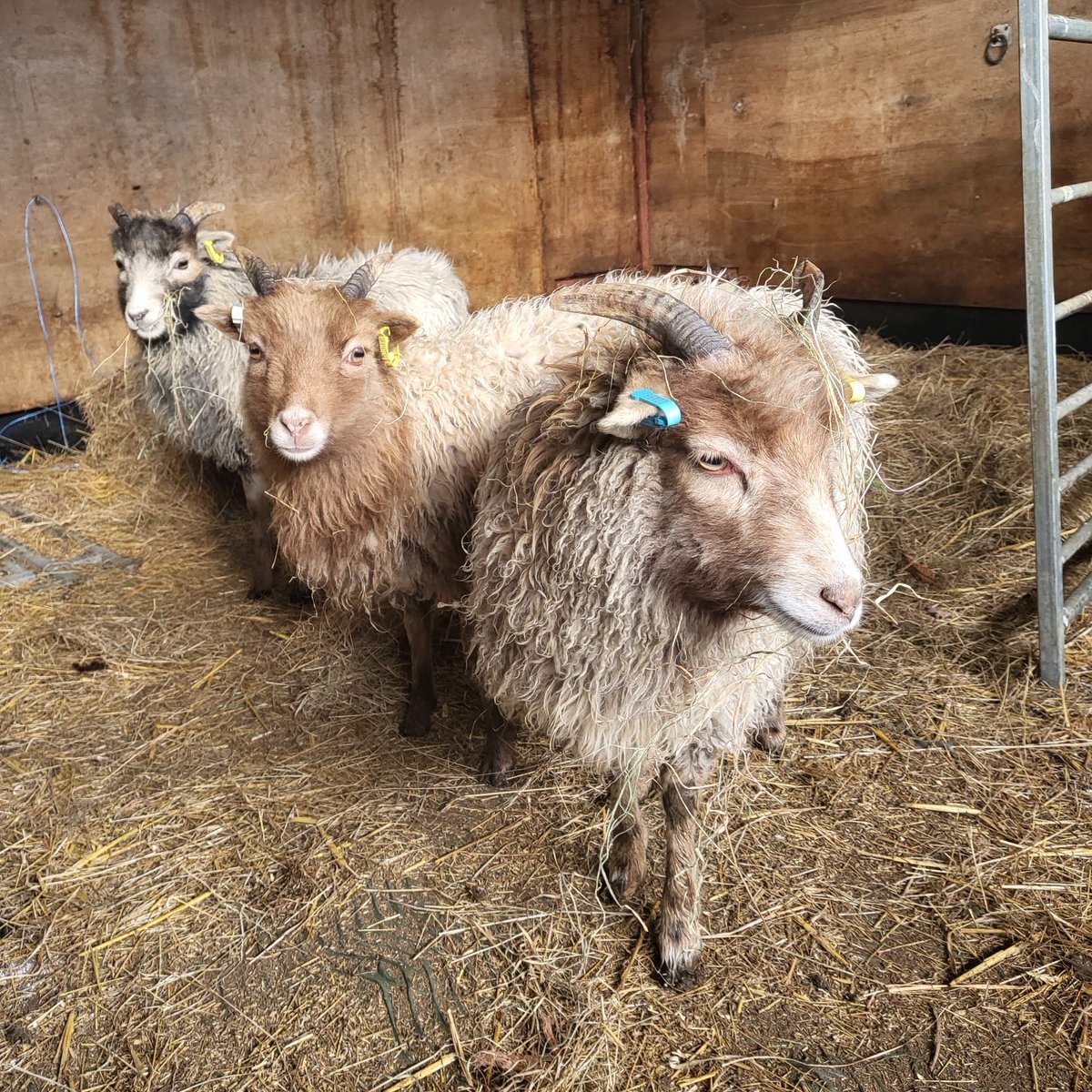 I sold all my North Ronaldsay ewe lambs last year except these three - I think they will make good additions to the show team.