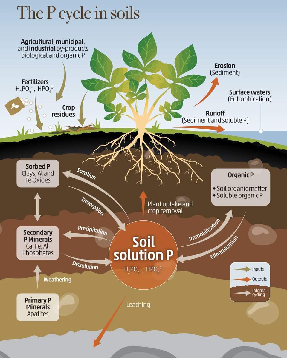 ❗ Learn more about the Phosphorus cycling in the plant-soil system 📍 Download @FAO's #GlobalSoilPartnership booklet on 'Soils for nutrition: state of the art' 👉doi.org/10.4060/cc0900… #Soils4Nutrition #SoilHealth #SoilAction