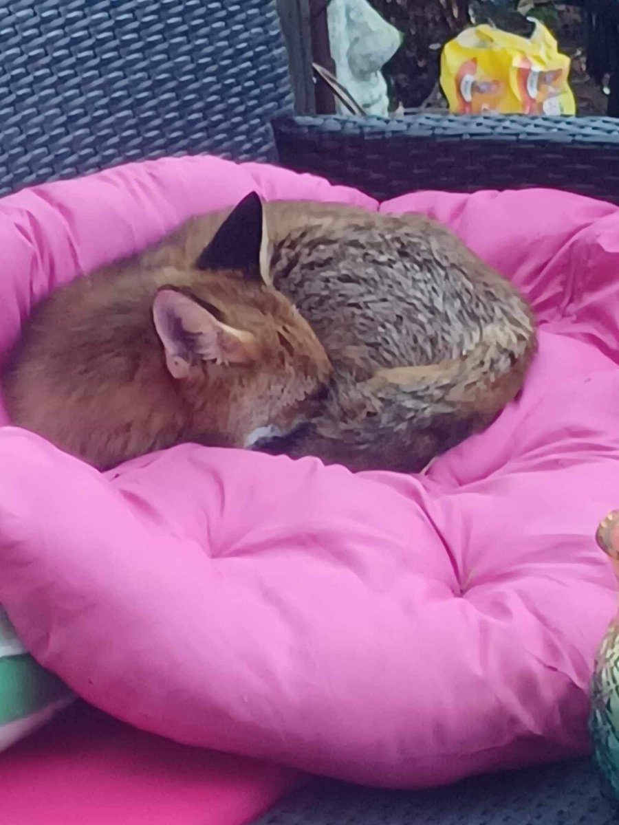 Clapham9Jane's tweet photo. @ChrisGPackham this beautiful baby decided to rest on my garden cushions yesterday . Xx https://t.co/ildeB0nd1L