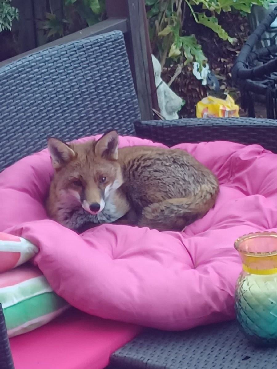 Clapham9Jane's tweet photo. @ChrisGPackham this beautiful baby decided to rest on my garden cushions yesterday . Xx https://t.co/ildeB0nd1L