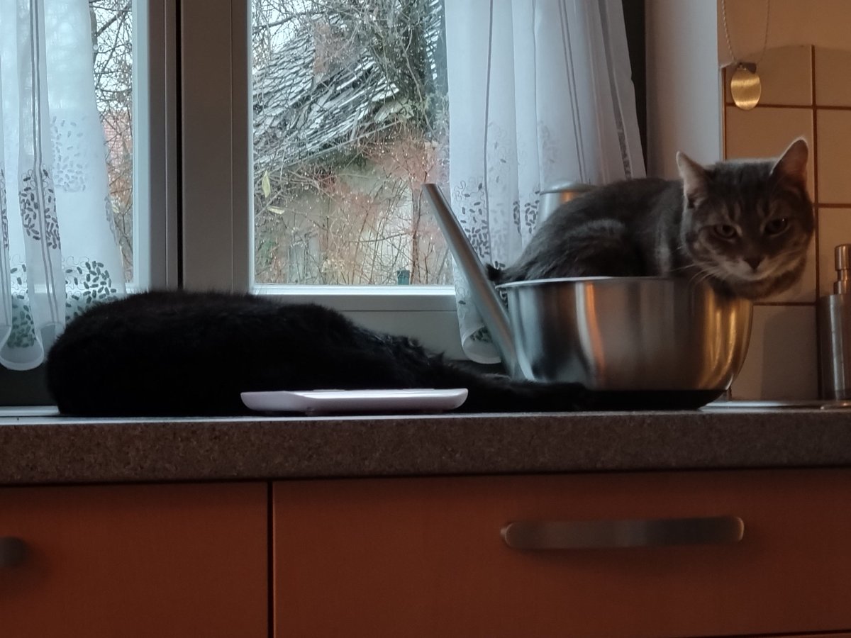 Good morning from the warm kitchen counter 😸🩶🖤 #Hedgewatch