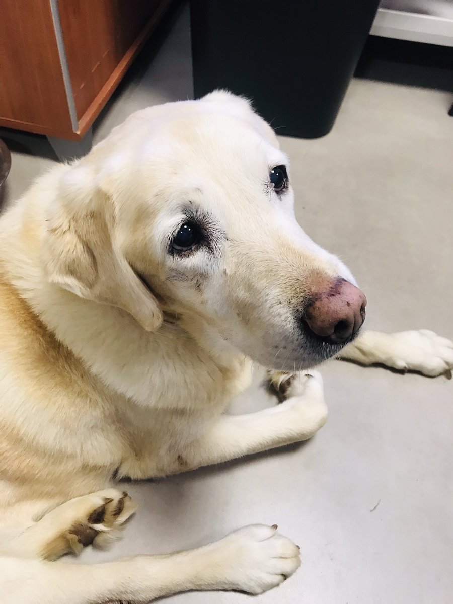 bonne_bouille's tweet photo. “Vous pouvez toujours compter sur votre #Fripouille foi de #labrador. Mais le plus important aujourd’hui c’est l’opération #GalettesDesRois. Défi du jour avec tous les #popins canins et autres” https://t.co/XnkprW5k7n