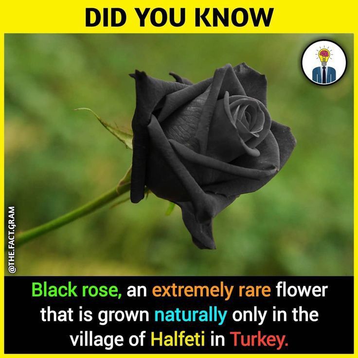 Did you know? Black rose, an extremely rare flower that is grown naturally only in the village of Halfeti in Turkey #DidYouKnow #BlackRomance #Turkey #TurkeyWatch