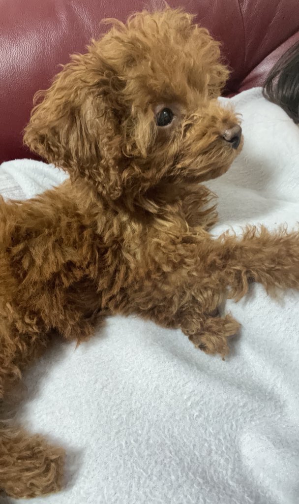 ppppon0201's tweet photo. ワンワン🐶

生きてます https://t.co/3CQYXD0Nly