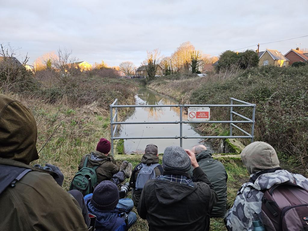 CJBridge's tweet image. Early start at 5am &amp;amp; on the road to Heybridge yesterday morning. Met up with @GarryBagnell on the street in the dark &amp;amp; joined one other keen birder on the sluice. Ridiculously, by 07.37 am we had seen the NORTHERN WATERTHRUSH really well in the ditch!! Awesome bird &amp;amp; scrubland!