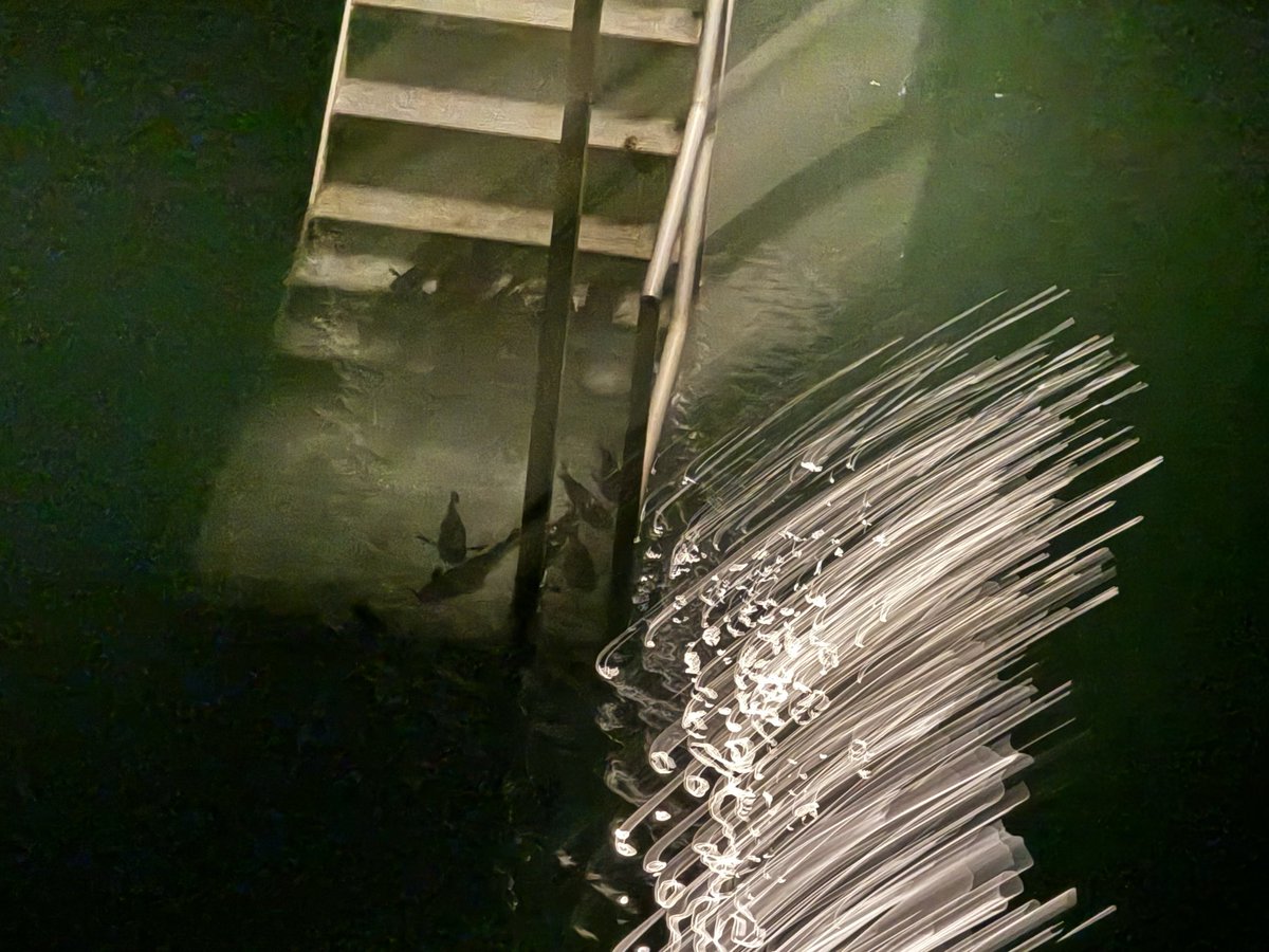 My goal was to take a picture of the fish…. But I must have captured something else! 
This is driving me crazy… Seriously!! What is this white thing?
<a href="/neiltyson/">Neil deGrasse Tyson</a> Can you help me figure it out please? 🙏
#MYSTERY #Help #WhatIsThis