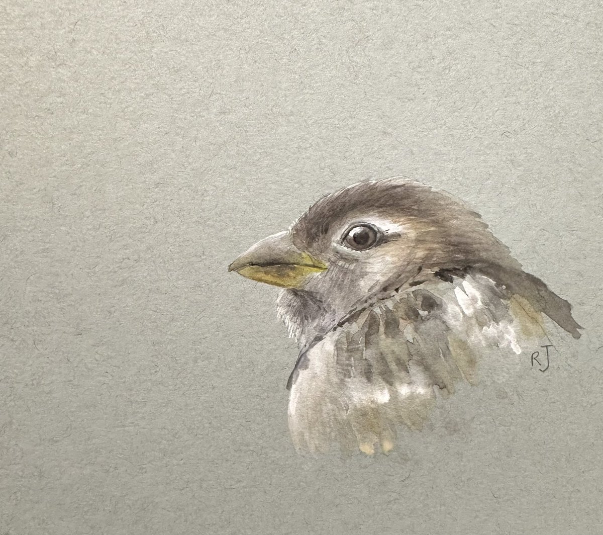 A tiny 20 minute Sparrow …I’m beginning to feel better so had to sneak in a little sketch with the paints this morning.