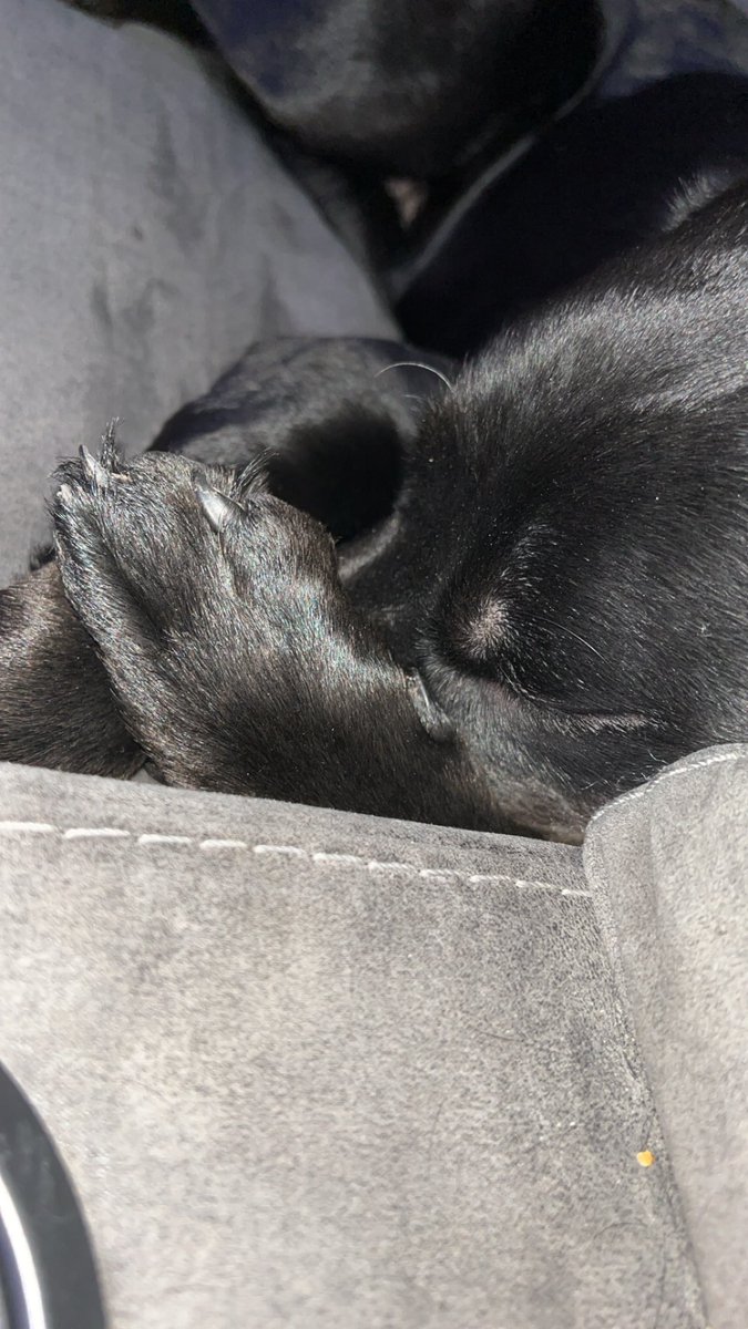 Og_sehzadi's tweet image. Bear and beauty #dogs #labdog #Rottweiler