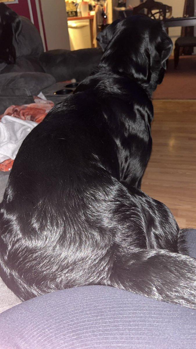 Og_sehzadi's tweet image. Bear and beauty #dogs #labdog #Rottweiler