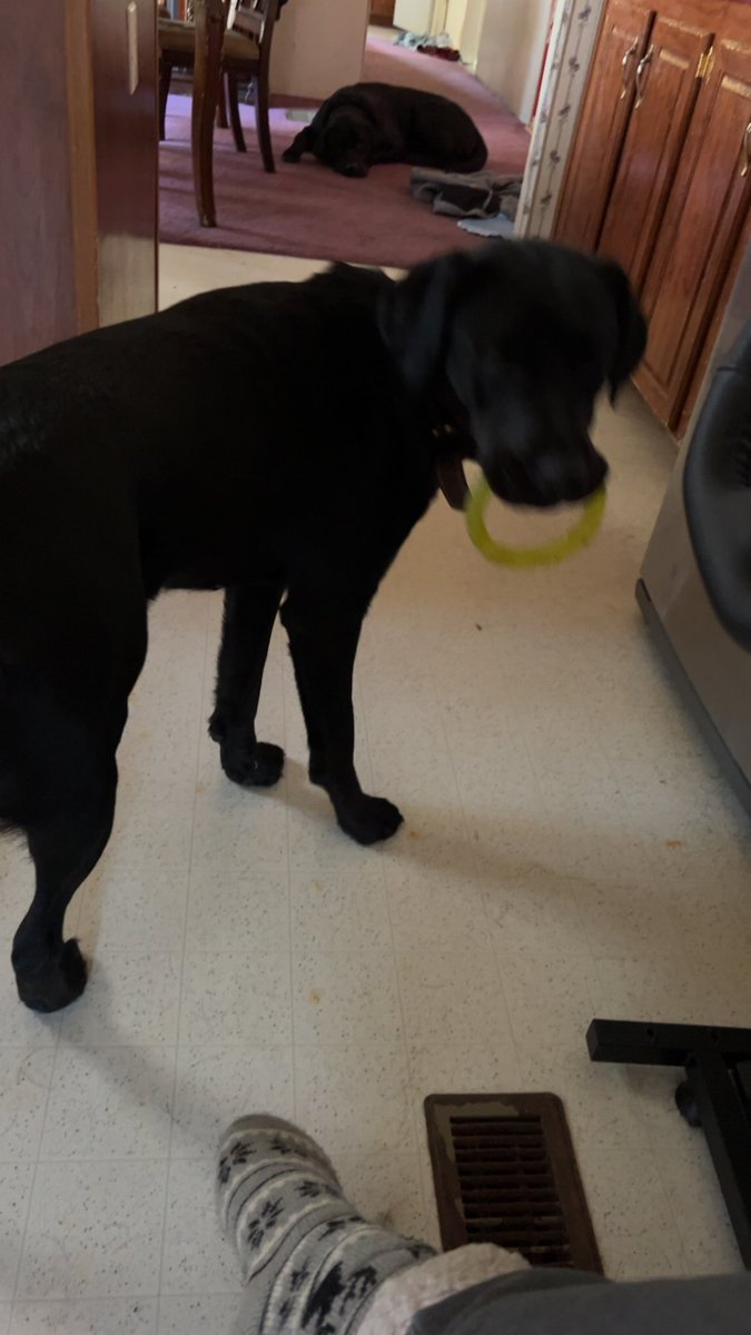 Og_sehzadi's tweet image. Bear and beauty #dogs #labdog #Rottweiler