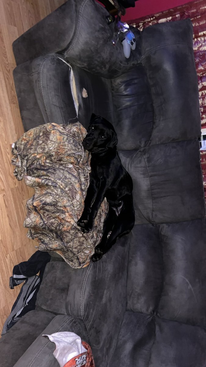 Og_sehzadi's tweet image. Bear and beauty #dogs #labdog #Rottweiler