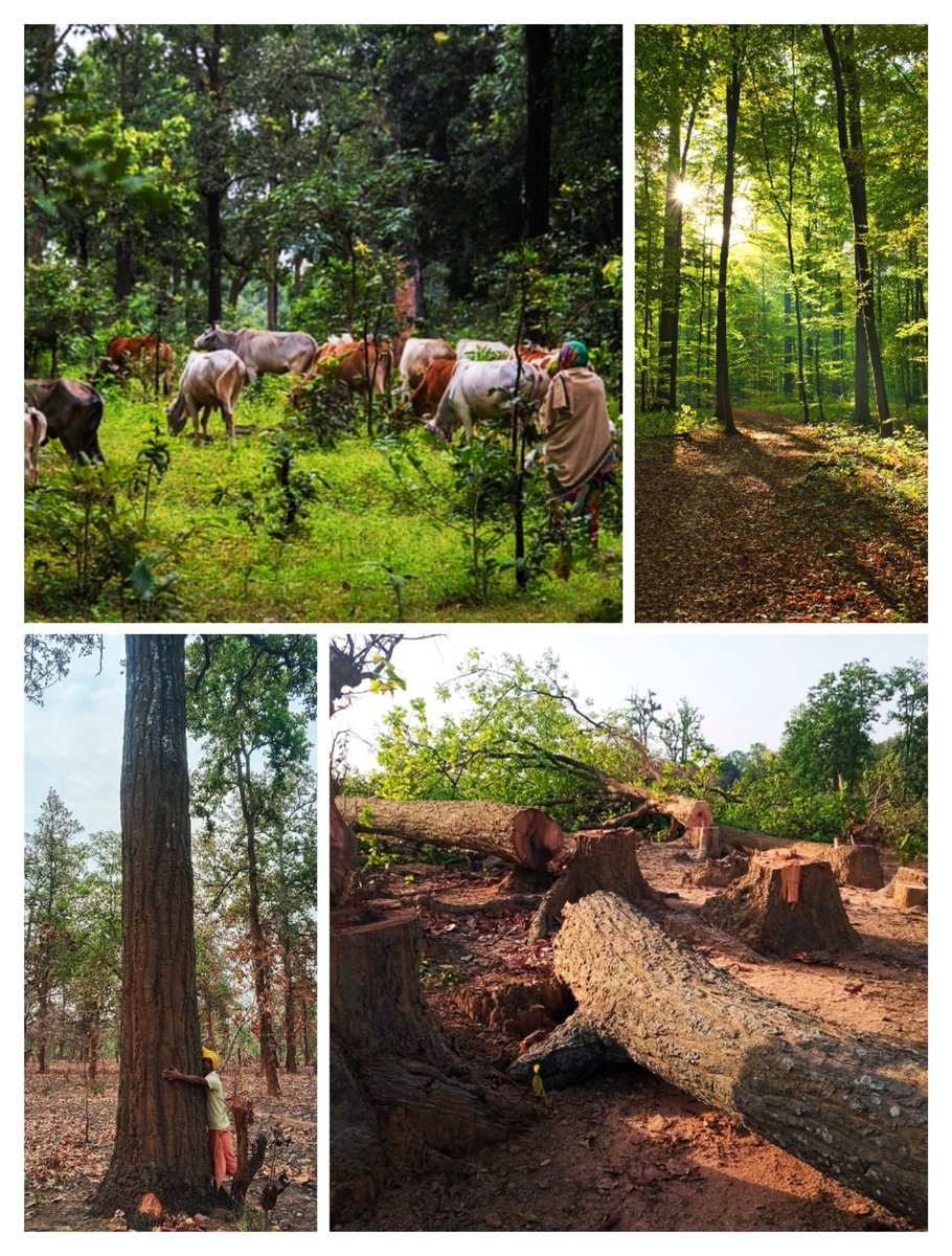 ajay_H_kanoje's tweet image. हम प्रकृति प्रेमी है, ओर हमारा प्रेम कोई छीन नही सकता है।

#हसदेव_बचाओ_आदिवासी_बचाओ