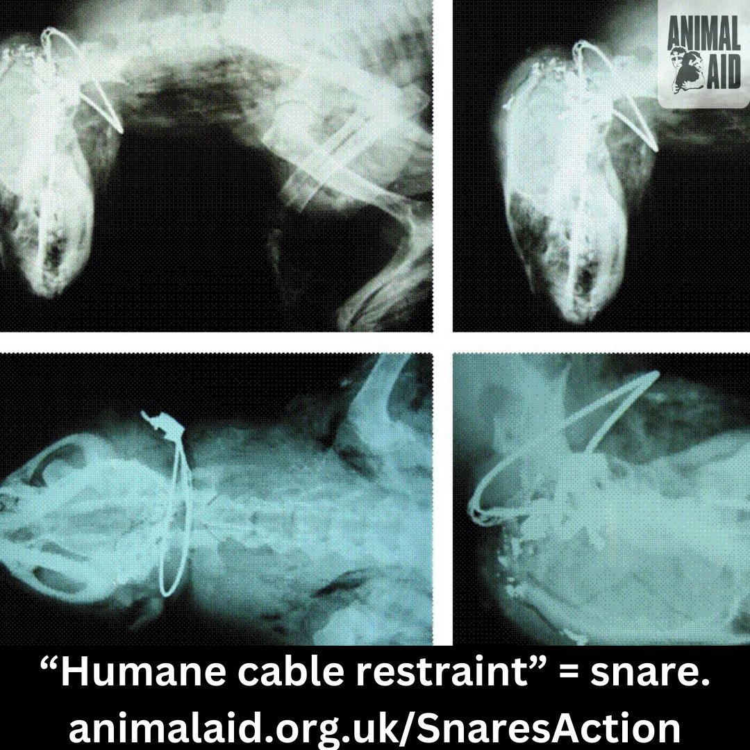 Animal Aid tweet media