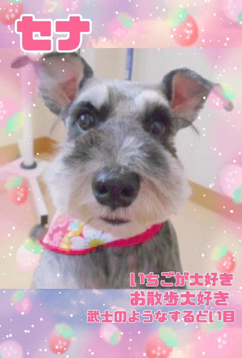 tomaaaaato11's tweet photo. 我が家のファミリーを紹介‼️
初めて迎えたわんこで頑固、女の子だけど侍のような心構えのミニシュナ・セナ❤️
もともとは妹宅で暮らし、10歳で我が家へお引越し。老後を甘えん坊構ってちゃんの食いしん坊祭りで過ごしたトイプー・蓮💛
そして、この度新たに家族となったチビ怪獣ミニシュナ・ルナ🩷 https://t.co/OUhwukk22E