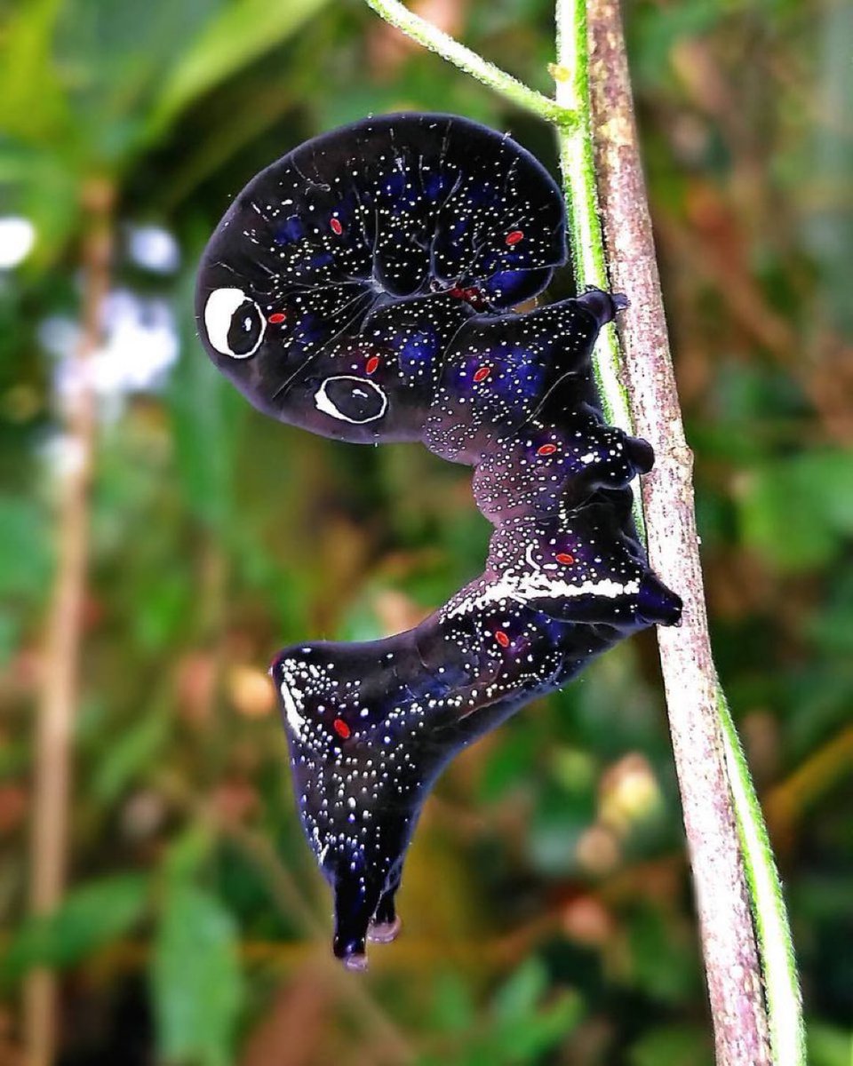 sciencegirl's tweet photo. Eudocima phalonia is also known as the common fruit-piercing moth, 

in its caterpillar stage it looks like a galaxy 

📸 Arabinda Pal: iG arabinda_pal https://t.co/LYUrXeONFF