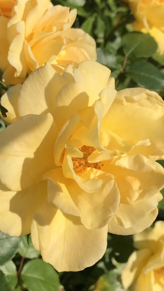 Morning 🍂…. Hedge pruning again this morning then off for a nice walk later with the family… Whatever you’re doing today have a good one 👍… HAPPY DAYS!!! #SundayYellow #GardeningX #NotRoseWednesday