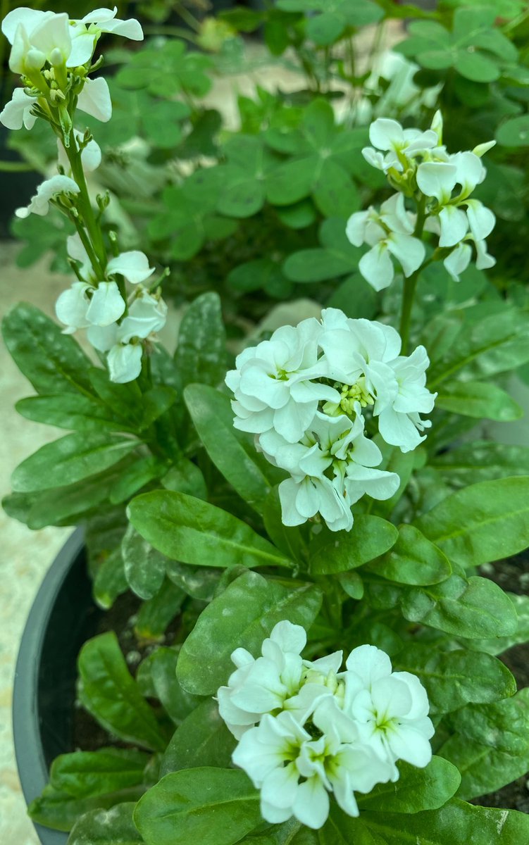 من زراعة البذور ،، المنثور 
#الزراعة_المنزلية #الزراعة #زراعة_الأسطح