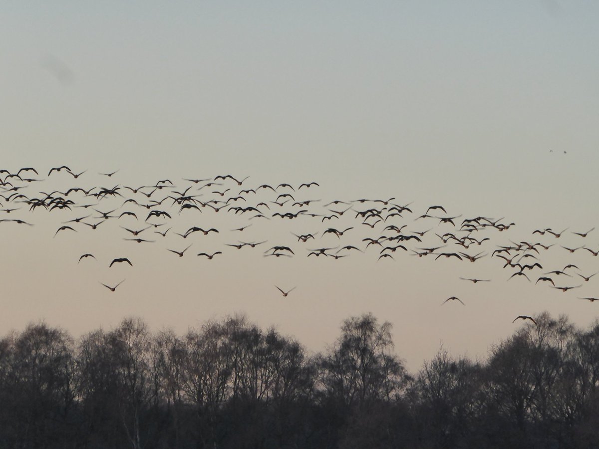 Went for an afternoon walk up the moss here at Irlam yesterday & came across a beautiful flock of pink footed geese in one of the fields, lovely sight! @Lancswildlife @WildlifeTrusts @Natures_Voice #geese