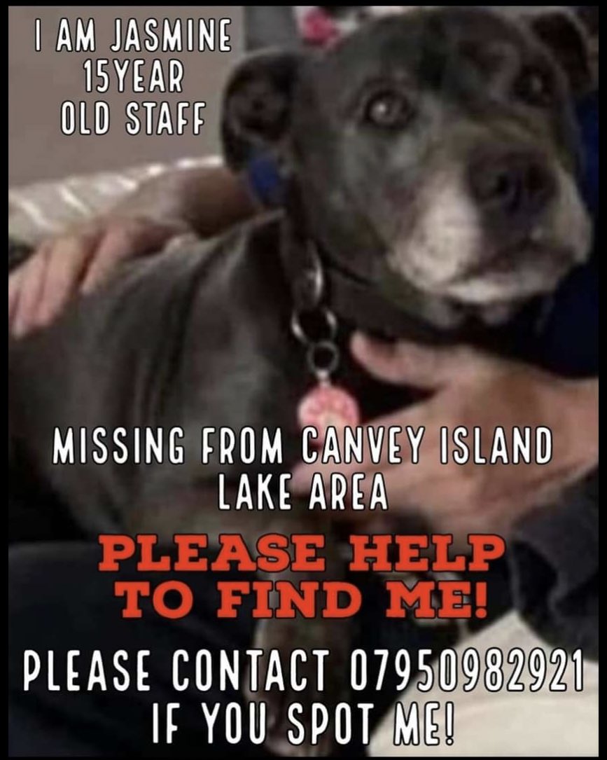 🆘EMERGENCY Elderly #deaf #blind #Staffie LOST DOG #Canvey Island - by the lake nr Hilversum Way #SS8 #SunkenMarsh #WinterGardens area - HAVE U SEEN HER? Cld she b in yr garden/shed - Pls help share poster 2 local @WhatsApp groups & @Nextdoor #Charedi #JoelFriedman ☎️07950 982921