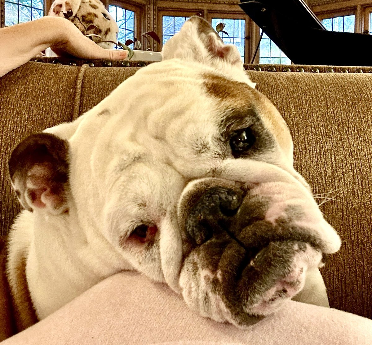 ChupacabraLizzi's tweet image. The question is not why do I lick you so much. The question is why won’t you lick me back? #BulldogProblems