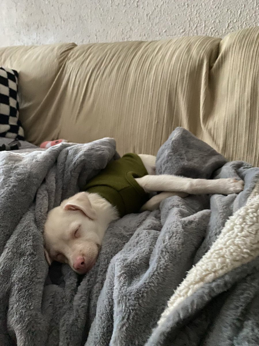 slfdestructionx's tweet photo. hace dos semanas que tenemos a esta bebé en casa y sigo sin creérmelo 💖 os presento a bina 💖 https://t.co/YjEaoCXLJ3