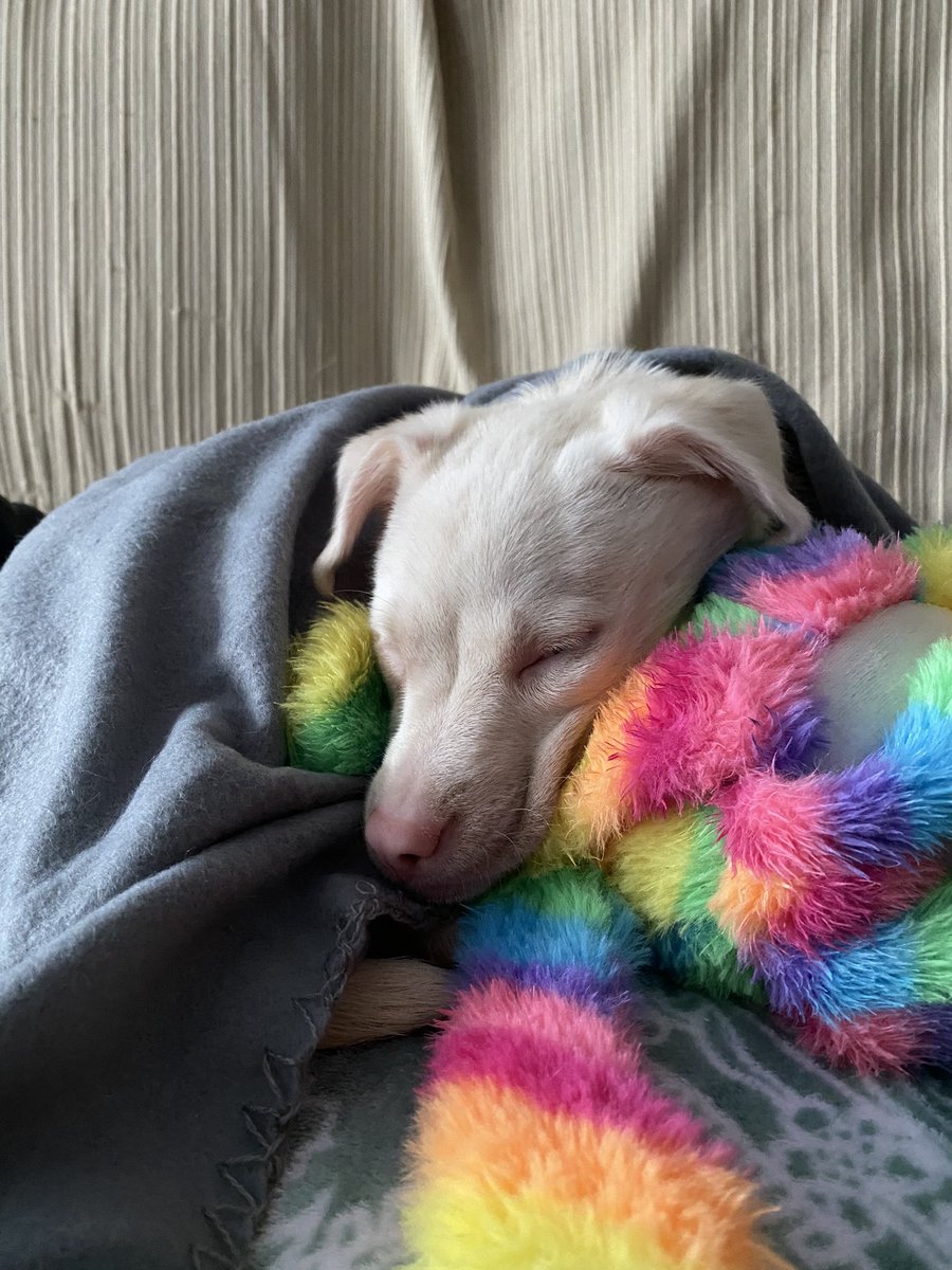 slfdestructionx's tweet photo. hace dos semanas que tenemos a esta bebé en casa y sigo sin creérmelo 💖 os presento a bina 💖 https://t.co/YjEaoCXLJ3