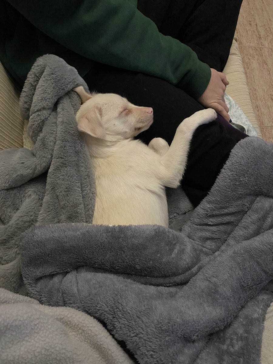 slfdestructionx's tweet photo. hace dos semanas que tenemos a esta bebé en casa y sigo sin creérmelo 💖 os presento a bina 💖 https://t.co/YjEaoCXLJ3