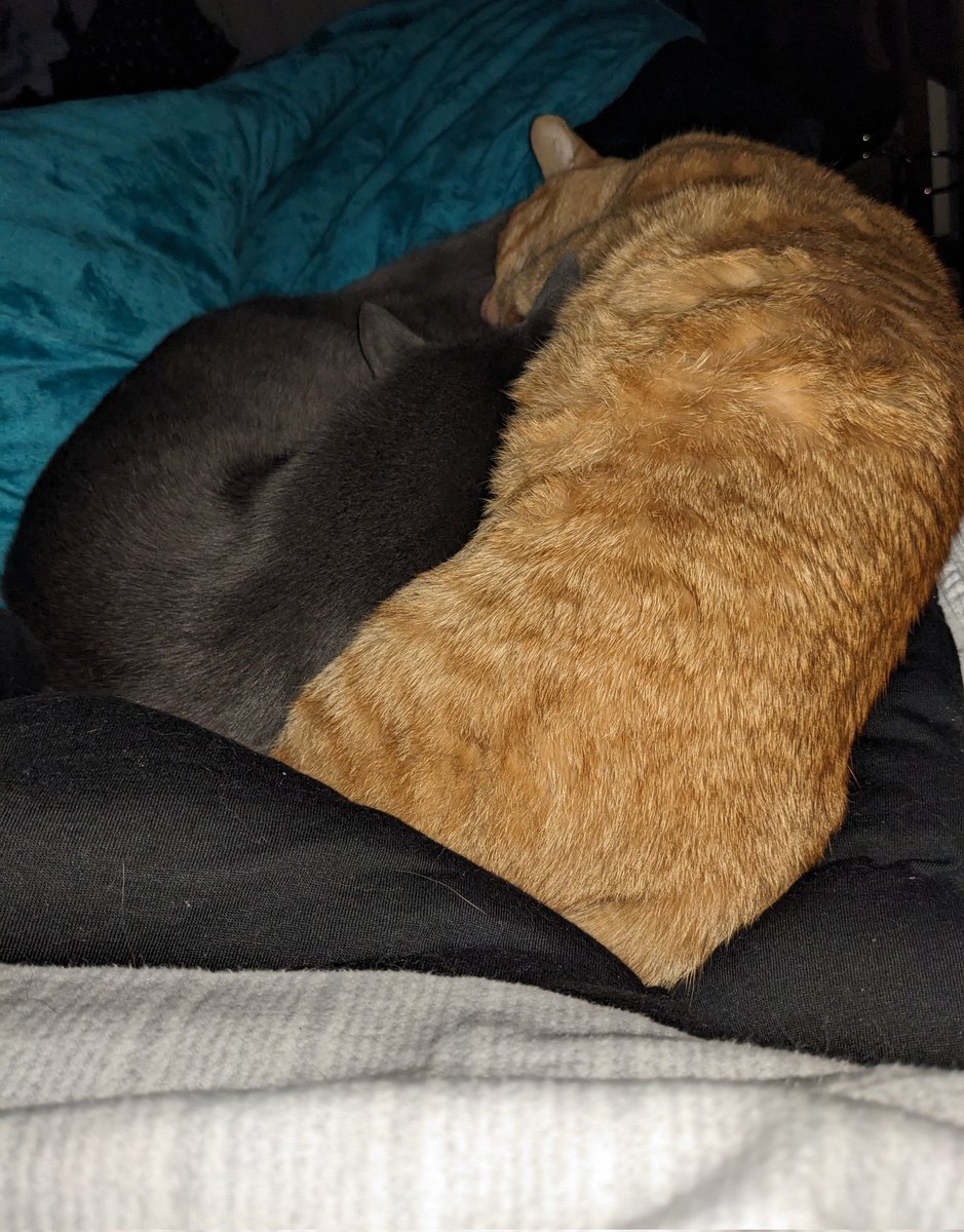 JodesJots's tweet photo. How can I possibly get up when these two are like this? #LifeWithAngus #LifeWithRicky #SundayVibes https://t.co/ry6zb7EYua