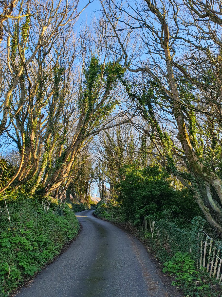 The light hedges - #Anglesey looking a bit #GameOfThrones in January sunshine #YnysMôn #Llanddona #Cymru #DarkHedges