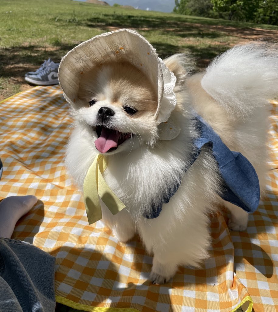 S2hodola's tweet photo. 지나가던할머니가 호두보고
이렇게귀여우니까 요즘 아가씨들이 애를 안낳지 
라고 했던 전설의 미모 호돌라 https://t.co/WJnwBdwv9X