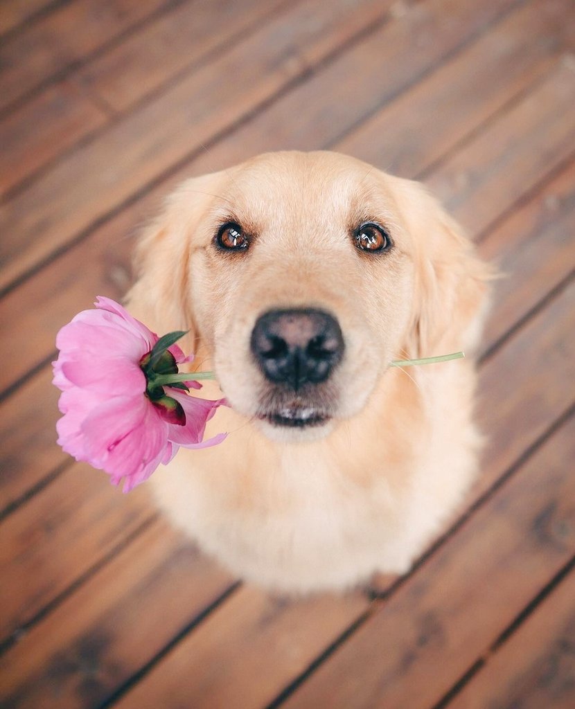 One like if you love this dod❤️❤️❤️