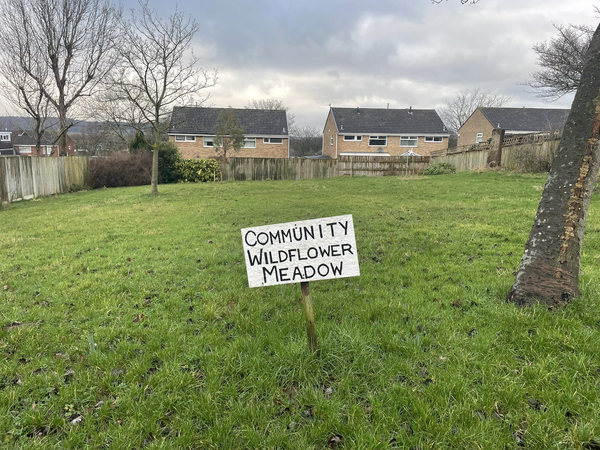 🌻A great idea in #Guisborough! Community Wildfowers on green spaces around houses… what a great thing for our pollinators and getting the street talking! 🐝🧡