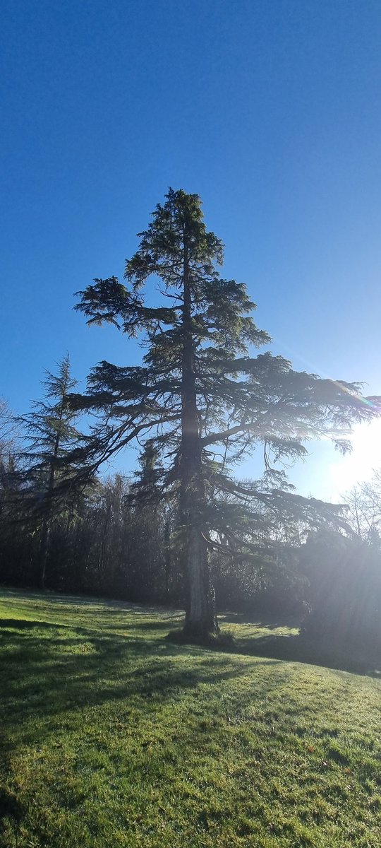 diarmuidpring's tweet photo. Day7 #100daysofwalking Glenstal Abbey, Murroe, #Limerick. Absolutely fabulous morning. Recently, the Benedictine Monks planted 2,500 native Irish trees on the grounds as part of the project to plant 100mill trees #nationwide Householders and landowners can contribute. #round2crew https://t.co/cJBMWf5K9r