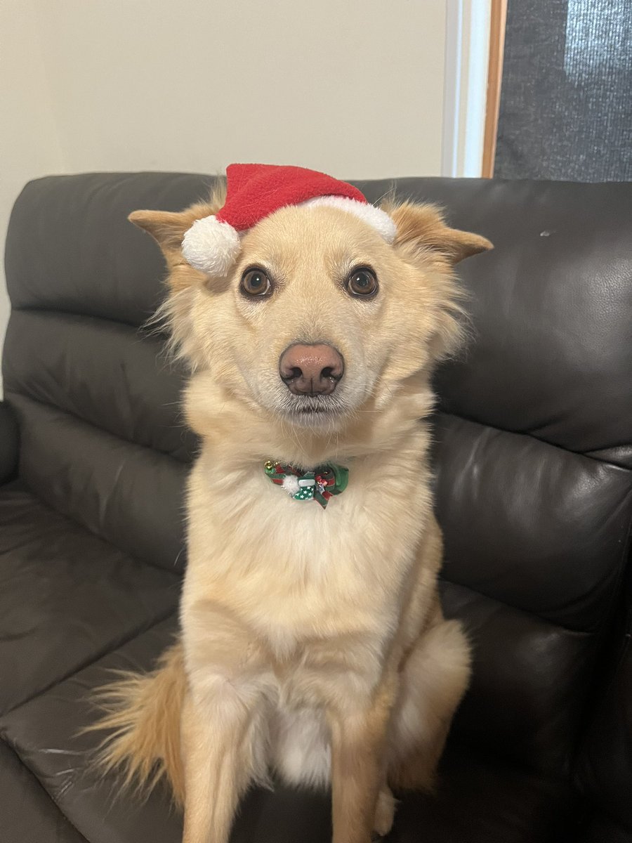 自分がサンタさんだってことをまだ受け入れられていないポテト