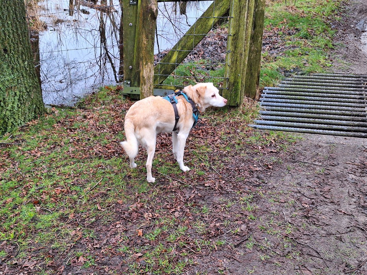 BasEnBobbie's tweet photo. Samen wandelen, alleen niet over de gebruikelijke route
Walking together, just not along the usual route
#samenwandelen #broertjes #lekkerlos #zonderhondenriem #andereroute #walk #walkingtogether #offtheleash #withoutdogleash #brothers #differentroute #rescuedog #rescuedogs https://t.co/zgWkVT3uxT
