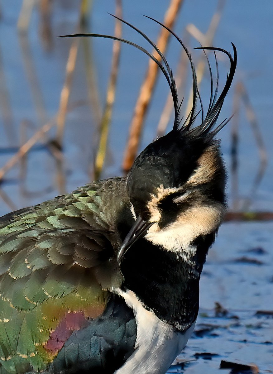 CarlBovisNature's tweet photo. Lapwing at RSPB Greylake in Somerset yesterday.... love the hairstyle! 😁😍🐦 https://t.co/T6j1SvvrgJ