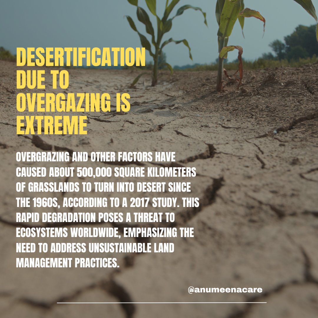 anumeenacare's tweet photo. Overgrazing, among other factors, has transformed about 500,000 square kilometers of once-productive grasslands into desert since the 1960s. 

#anumeenacare #nonprofits #desertification #overgrazing #threat #facts #knowledge https://t.co/mcO0WcCnVM