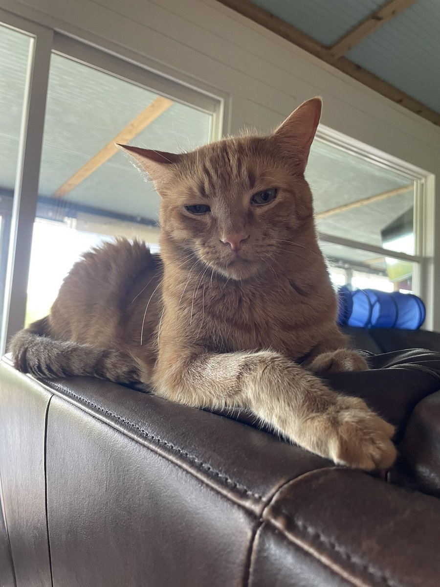 mcgeeforrestcat's tweet photo. #CatsOfTwitter #CatBoxSunday https://t.co/zdZIa942xb