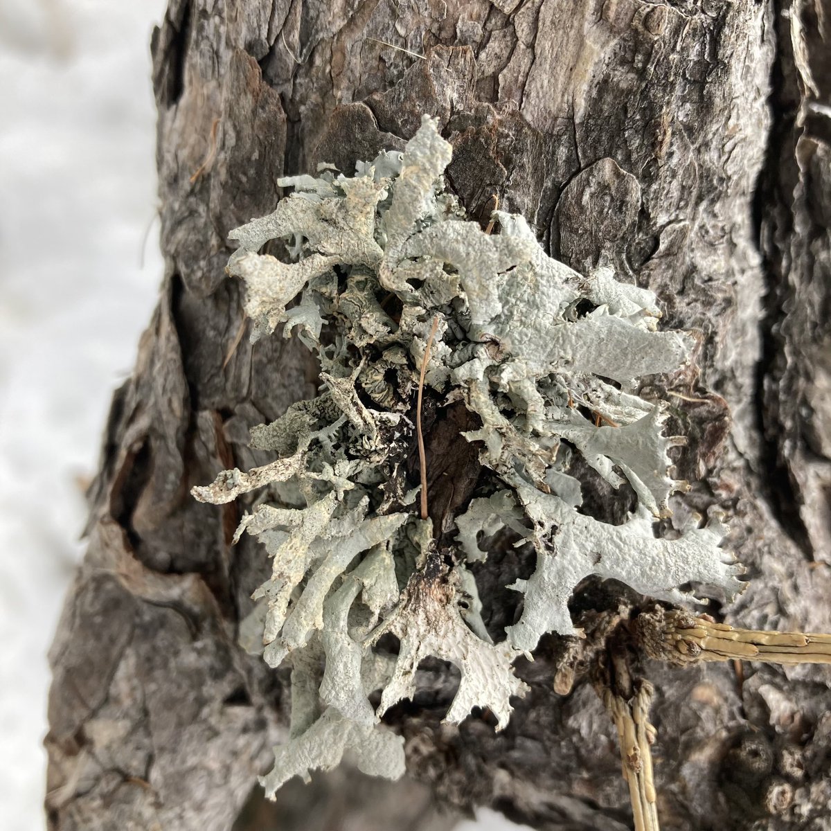 #lichen #france #alpesmaritimes #valberg