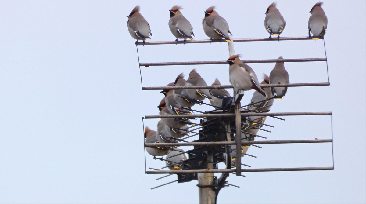 Simon Watts WILD Presentations tweet media