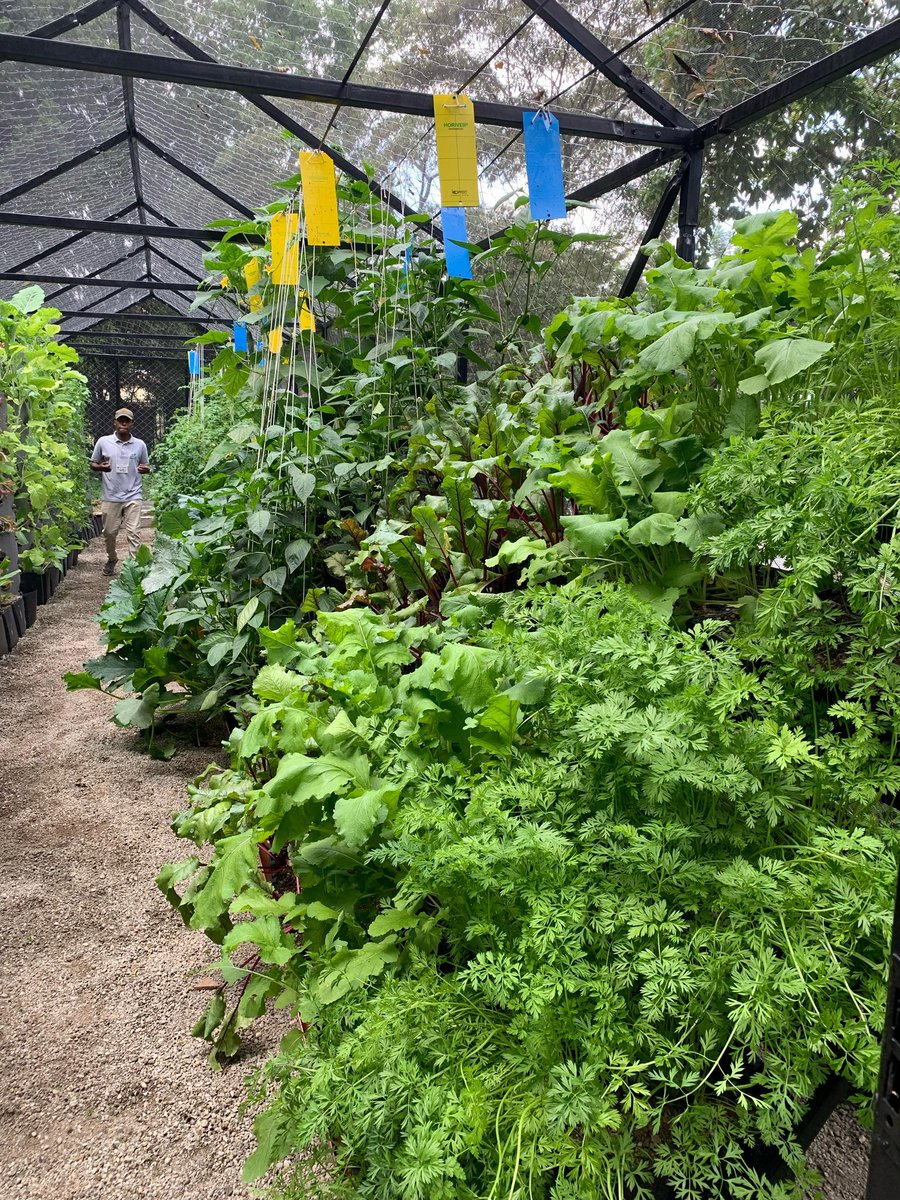 VerticalFarmKe's tweet photo. A New Year presents a new time to grow, and for us, we couldn’t be more excited! 

Our highlight of 2023 was working on this beautiful garden at the @BelgiuminKenya embassy to achieve full self sufficiency through sustainable processes. 

Here’s to growing together this year! https://t.co/cI2YTqKkww