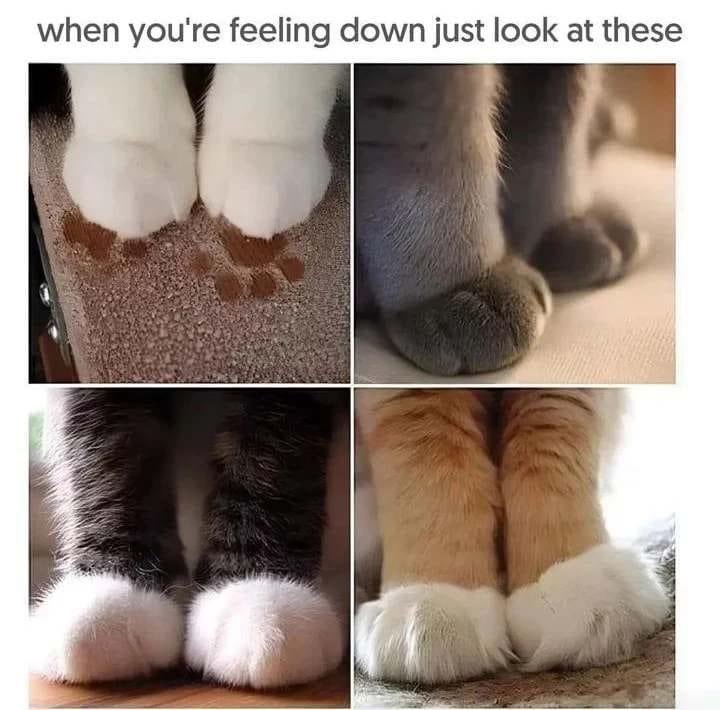 #funny #cats #cat #Trending #TrendingNews