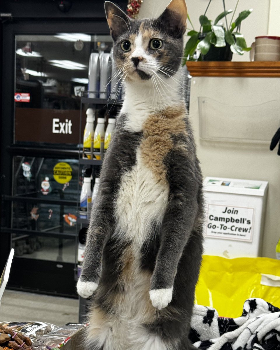 AubuchonHrdware's tweet photo. Meerkat or store cat? #StoreCatSunday https://t.co/CsY36GT2Y2