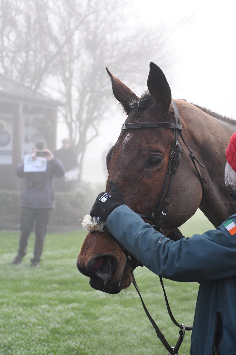 Night And Day trained by @WillieMullinsNH is the only winner of the day @NaasRacecourse 7/1/24 @Dazjacob10 #doublegreen