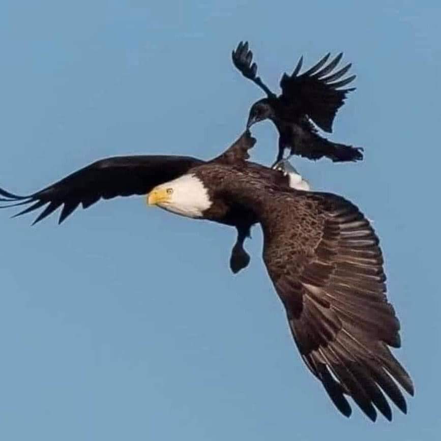El único pájaro que picotea a un Águila, es el cuervo. Se sienta en su espalda y le ataca el cuello. El Águila no responde ni lucha contra el cuervo. No pierde tiempo ni energía con él. Simplemente abre sus alas y comienza a elevarse a las alturas. 
Cuanto más alto vuela, más