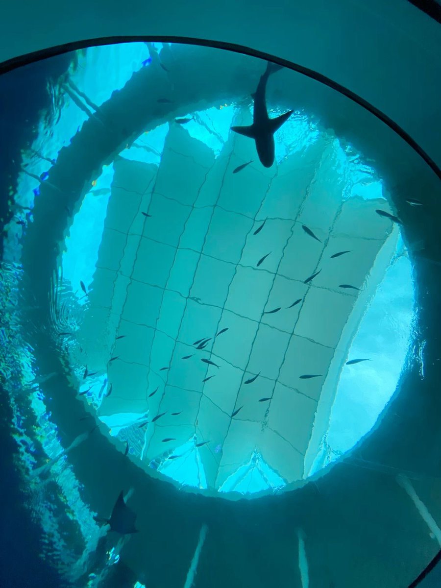 давайте, звучит неплохо